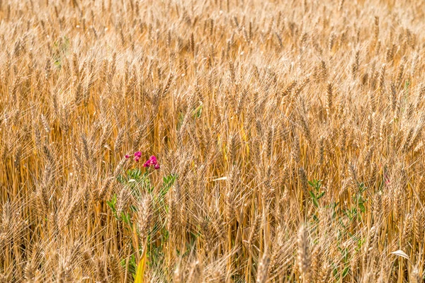 Gouden tarweveld en sweet pea — Stockfoto