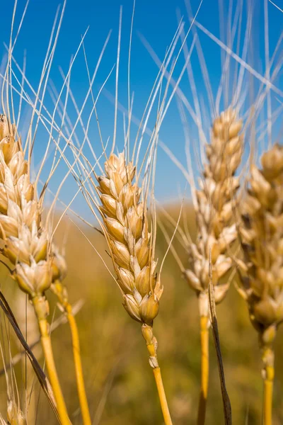 Gouden tarwe op het veld bij zonsondergang, — Stockfoto