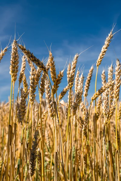 Campo di grano contro un cielo blu — Foto Stock