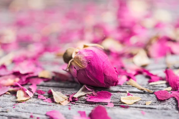 Close up van tea rose bud en bloemblaadjes — Stockfoto