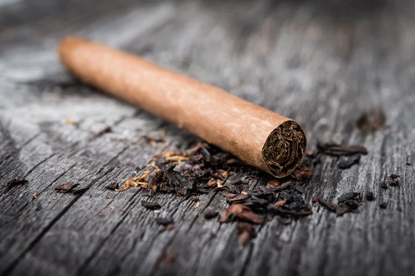 Cigar with tobacco leaves — Stock Photo, Image