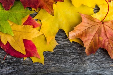 Ahşap arka planda akçaağaç yaprakları