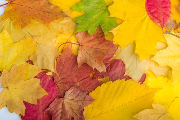 Foglie d'acero su fondo di legno — Foto Stock