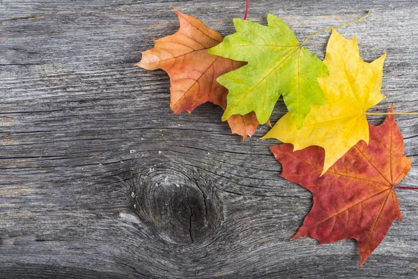 Foglie d'acero su fondo di legno — Foto Stock