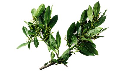 Bay defne yaprakları dallarında