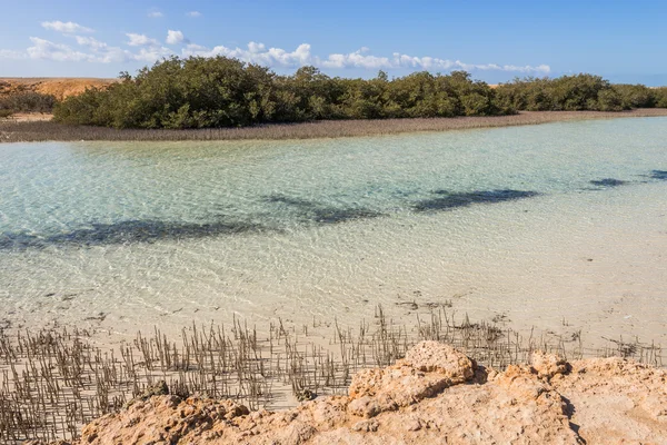 Mangroves in the national park of Ras Mohammed, Sinai, Egypt — Stock Photo, Image