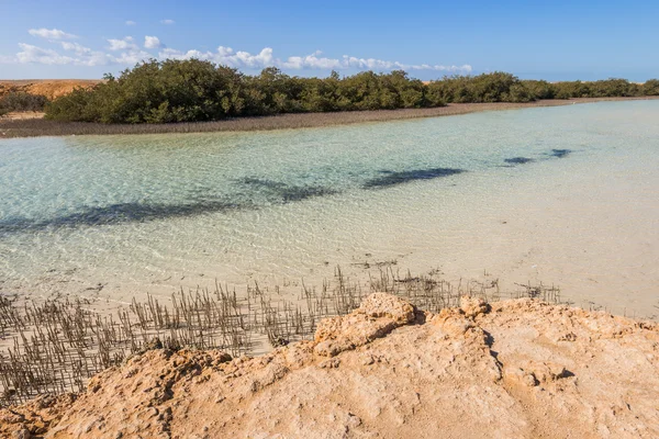 Mangroves in the national park of Ras Mohammed, Sinai, Egypt — Stock Photo, Image