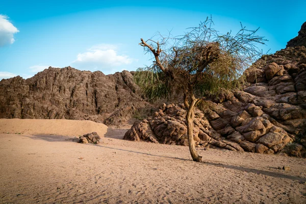 Alone tree at sunset. — Stock Photo, Image