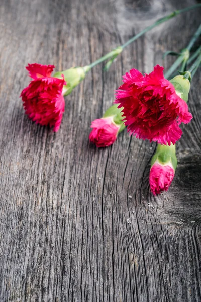 Verse roze anjers op houten achtergrond — Stockfoto