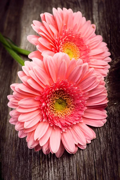 Rosa Gänseblümchen Gerbera Blüten — Stockfoto