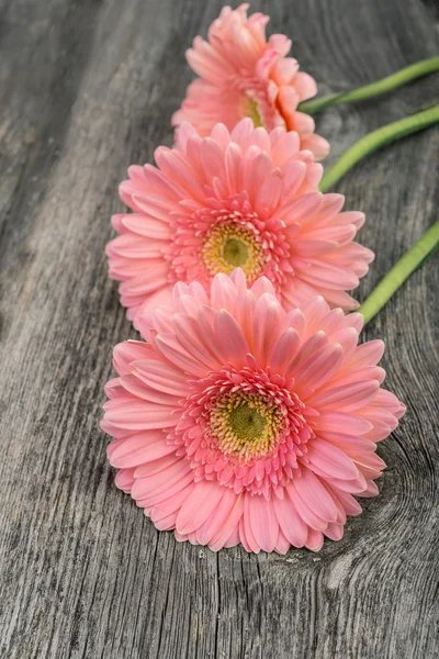 Flor gerbera de foco suave en tonos pastel — Foto de Stock