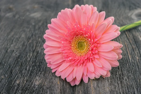 Soft Focus Sea... foto gerbera bloem in pasteltinten — Stockfoto