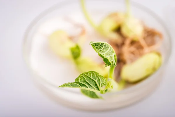 İşyeri biotecnology lahanası sınama laboratuvarı üzerinde.