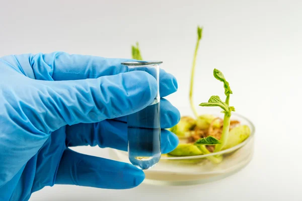 Workplace on laboratory for biotecnology test. Scientist holding samples of plants — Stock Photo, Image