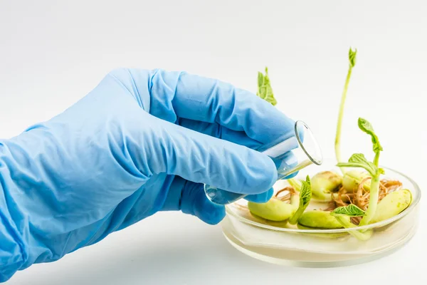 Workplace on laboratory for biotecnology test. Scientist holding samples of plants