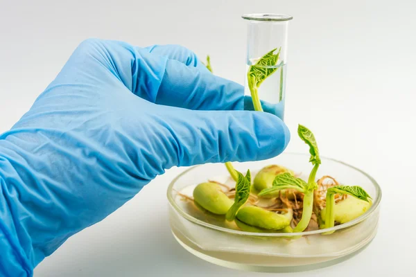 Lugar de trabajo en laboratorio para la prueba de biotecnología. Científico sosteniendo muestras de plantas — Foto de Stock