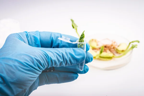 Workplace on laboratory for biotecnology test. Scientist holding samples of plants — Stock Photo, Image