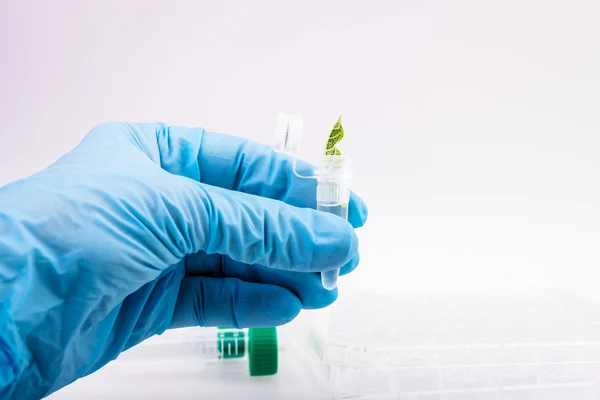İşyeri laboratuvar biotecnology test için üzerinde. Bilim adamı holding örnekleri bitkilerin
