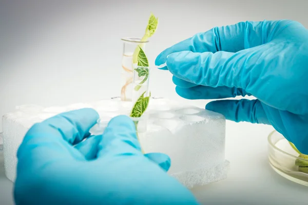 Workplace on laboratory for biotecnology test. Scientist holding samples of plants — Stock Photo, Image