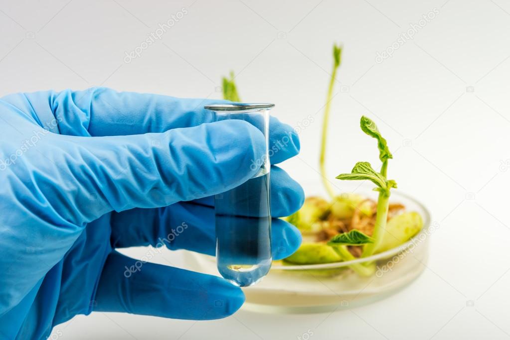 Workplace on laboratory for biotecnology test. Scientist holding samples of plants