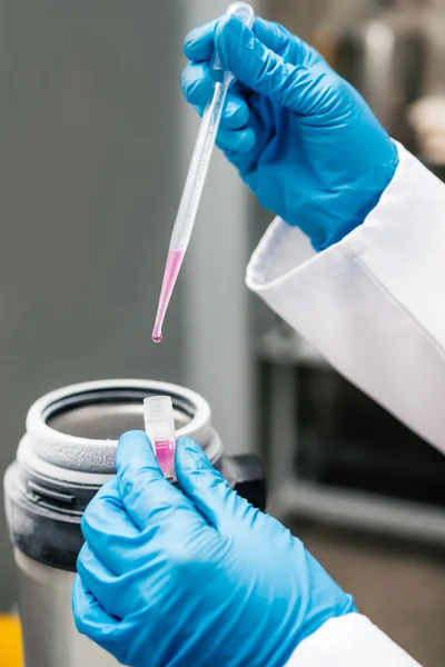 Bilim adamı holding konteyner süspansiyon dondurma için kök hücre ile.