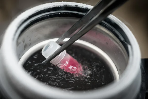 Bilim adamı holding konteyner süspansiyon dondurma için kök hücre ile.