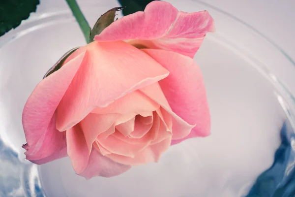 Rosas rosadas románticas abstractas . —  Fotos de Stock