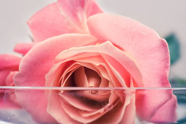 Розовая роза в миске с водой — стоковое фото