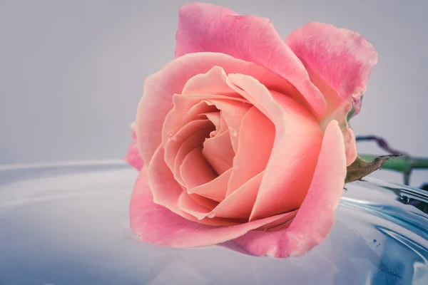 Абстрактные розовые розы . — стоковое фото