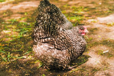 çimenlerde otlayan tavuk