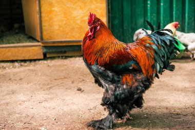 Kırsal arka plan üzerinde güzel horoz