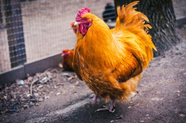 çimenlerde otlayan tavuk