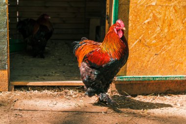 Kırsal arka plan üzerinde güzel horoz