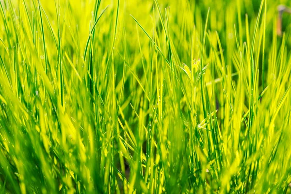 Konsep lingkungan, rumput hijau — Stok Foto