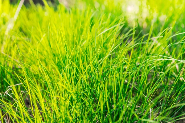 Konsep lingkungan, bola kristal di rumput hijau — Stok Foto