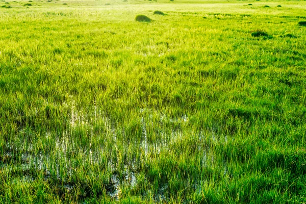水の背景に緑の草. — ストック写真