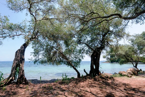 橄榄树上 Kontokali — 图库照片