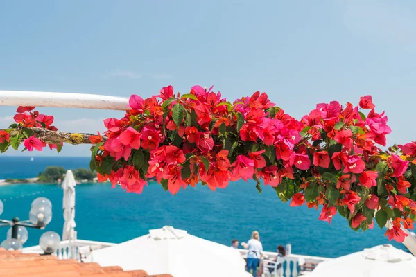 Litet café på ön Korfu med bougainvillea blommor — Stockfoto