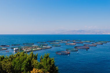 Deniz, Corfu yetiştiriciliği balık