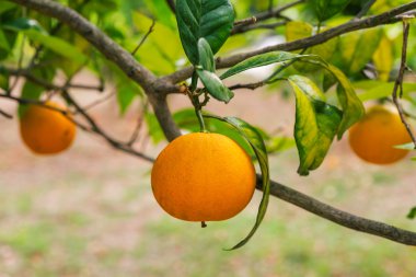 ağaç meyve: Korfu, Yunanistan yeşil yaprakları ile.