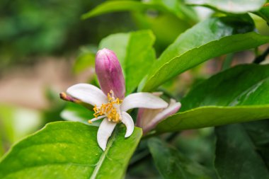 ağaç meyve: Korfu, Yunanistan yeşil yaprakları ile.