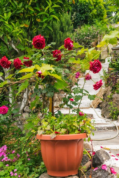 Jardim com flores em Corfu — Fotografia de Stock