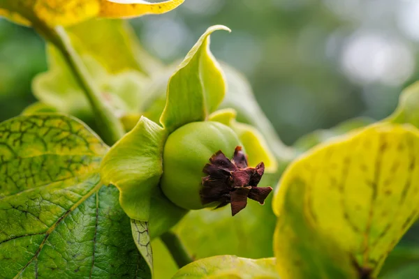 Rama caqui árbol frutas con hojas verdes en Corfú —  Fotos de Stock