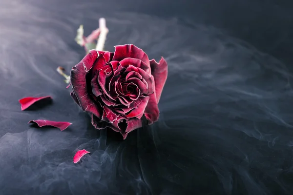 Замерзшая роза. Романтический стиль — стоковое фото