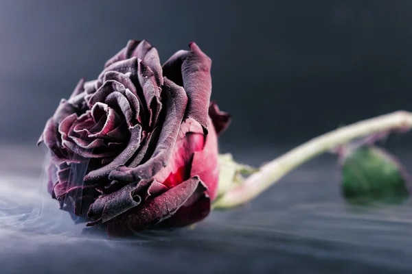 Замерзшая роза. Романтический стиль — стоковое фото