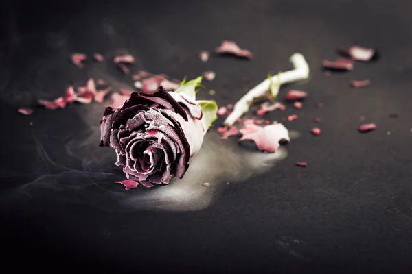 Rosa congelata. Stile romantico — Foto Stock