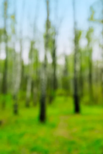 Abstract green  forest background — Stock Photo, Image