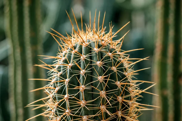 Foto Primer Plano Cactus Forma Globo Con Espinas Largas — Foto de Stock