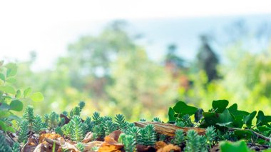 Seçici odaklı doğal yeşil arkaplan