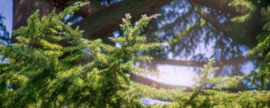 Mavi gökyüzünün arka planında dikenli çam dalları.